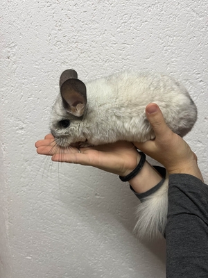 2 süße Chinchillaweibchen suchen ein liebevolles Zuhause, Chinchilla - weiblich