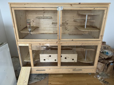 2 süße Chinchillaweibchen suchen ein liebevolles Zuhause, Chinchilla - weiblich