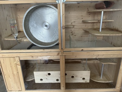 2 süße Chinchillaweibchen suchen ein liebevolles Zuhause, Chinchilla - weiblich