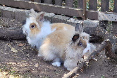 Abby und Luna, Löwenkopfzwerge - weiblich 1