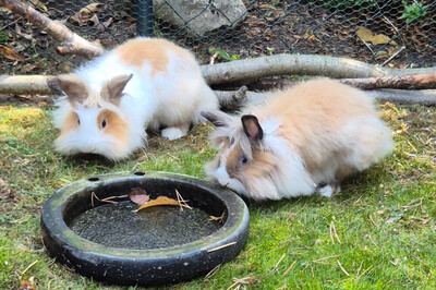 Abby und Luna, Löwenkopfzwerge - weiblich