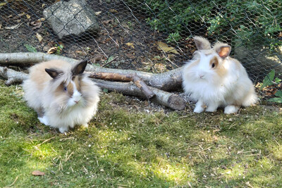 Abby und Luna, Löwenkopfzwerge - weiblich