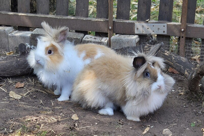 Abby und Luna, Löwenkopfzwerge - weiblich