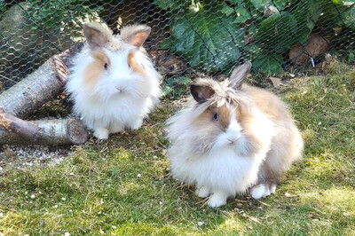 Abby und Luna, Löwenkopfzwerge - weiblich