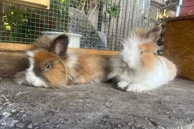 Abby und Luna – nur gemeinsam