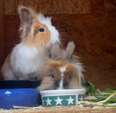 Abby und Luna – nur gemeinsam, Löwenkopfzwerge - weiblich