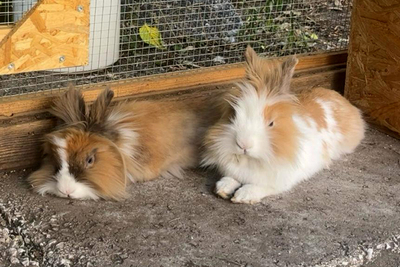 Abby und Luna – nur gemeinsam, Löwenkopfzwerge - weiblich