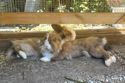 Abby und Luna – nur gemeinsam, Löwenkopfzwerge - weiblich