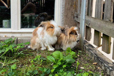 Abby und Luna – nur gemeinsam, Löwenkopfzwerge - weiblich