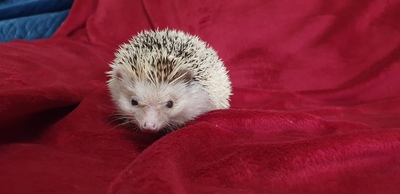 Afrikanischer Weissbauchigel, Afrikanischer Weißbauchigel Jungtier - weiblich, Afrikanischer Weißbauchigel Jungtier - weiblich