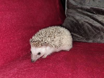 Afrikanischer Weissbauchigel, Afrikanischer Weißbauchigel - männlich