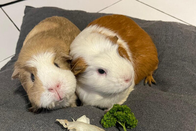Alisa und Kolja Die Unzertrennlichen werden nur gemeinsam vermittelt.