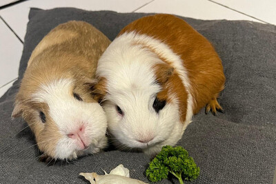 Alisa und Kolja Die Unzertrennlichen werden nur gemeinsam vermittelt., American Crested - männlich