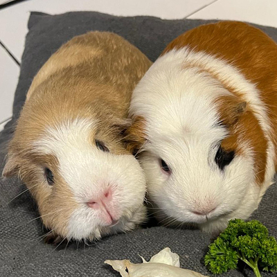 Alisa und Kolja Die Unzertrennlichen werden nur gemeinsam vermittelt., American Crested - männlich