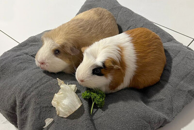 Alisa und Kolja Die Unzertrennlichen werden nur gemeinsam vermittelt., American Crested - männlich