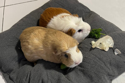 Alisa und Kolja Die Unzertrennlichen werden nur gemeinsam vermittelt., American Crested - männlich