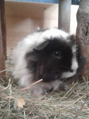 Amarula, Pflegestelle in 81543 München - unbekannt