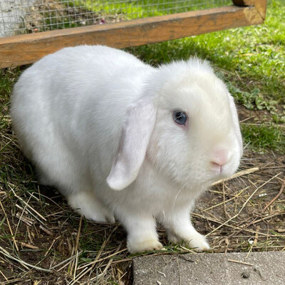 Amigo, Zwergwidderkaninchen - männlich