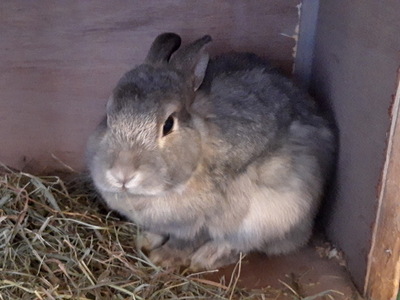 Amy, Angora-Löwenkopf-Mix - weiblich