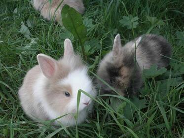 Angora-Löwenkopf-Mix Jungtier - unbekannt