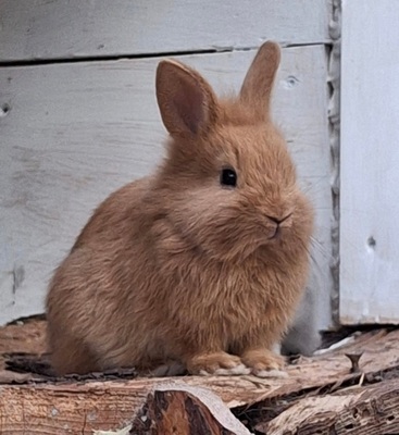 Angora-Löwenkopf-Mix Jungtier - unbekannt