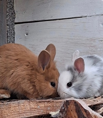 Angora-Löwenkopf-Mix Jungtier - unbekannt