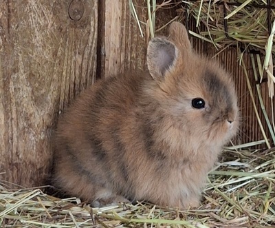 Angora-Löwenkopf-Mix Jungtier - unbekannt