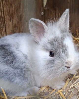 Angora-Löwenkopf-Mix Jungtier - unbekannt