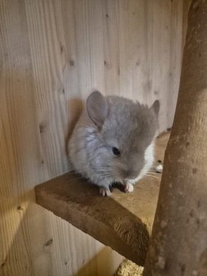 Angora - männlich