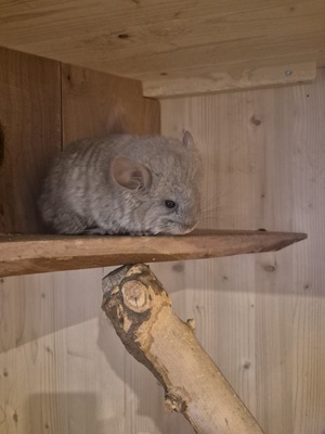 Angora - männlich