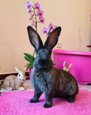 Ariane, Deutsche Riesen schwarz Jungtier - weiblich