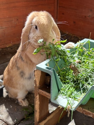 Babys, Zwergkaninchen mit Hängeohren, Zwergwidder / NHD / Mini Lop Jungtier - männlich