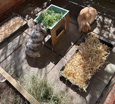 Babys, Zwergkaninchen mit Hängeohren, Zwergwidder / NHD / Mini Lop Jungtier - männlich