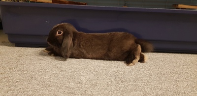 Balu, Schlappohr Jungtier - männlich