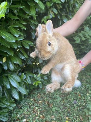 Batman Daisy Sally, Löwenkopf-Zwergkaninchen-Mix - männlich 1