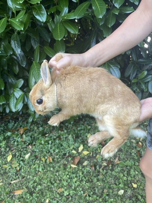 Batman Daisy Sally, Löwenkopf-Zwergkaninchen-Mix - männlich