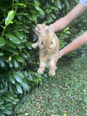 Batman Daisy Sally, Löwenkopf-Zwergkaninchen-Mix - männlich