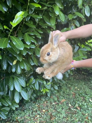 Batman Daisy Sally, Löwenkopf-Zwergkaninchen-Mix - männlich