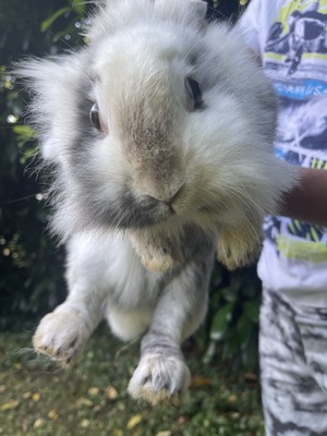 Batman Daisy Sally, Löwenkopf-Zwergkaninchen-Mix - männlich