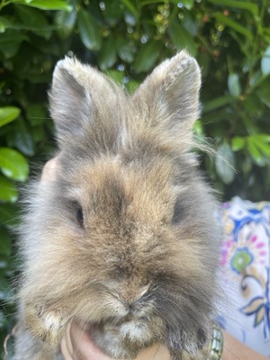 Batman Daisy Sally, Löwenkopf-Zwergkaninchen-Mix - männlich