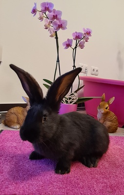 Beauty, Deutsche Riesen schwarz Jungtier - weiblich