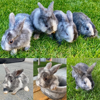 Becker, Zwergwidder grau - unbekannt