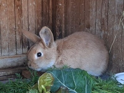 Bella, Zwergkaninchen - weiblich