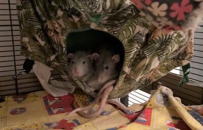 Bill und Ben, Farbratte - männlich