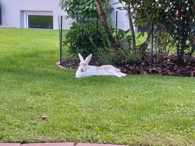 Billy, Zwergkaninchen - männlich