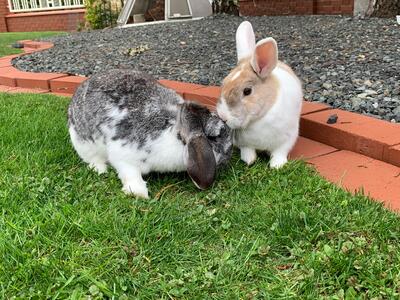 Billy, Zwergkaninchen - männlich