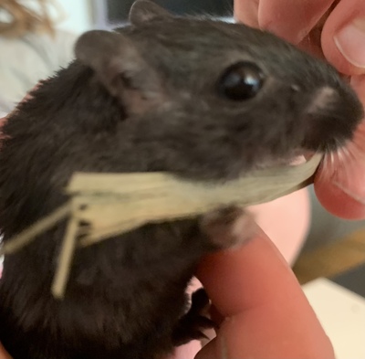 Blacky, Rennmäuse - männlich