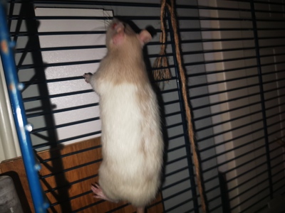 Blondie und Splinter, Farbratte Jungtier - weiblich