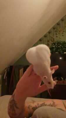 Blondie und Splinter, Farbratte Jungtier - weiblich