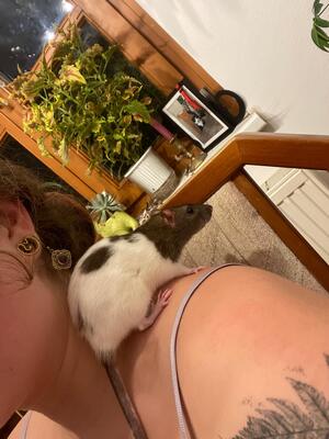 Blondie und Splinter, Farbratte Jungtier - weiblich